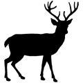 Veado